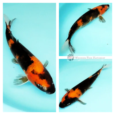 showa koi for sale online