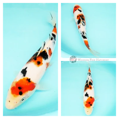 taisho sanshoku koi for sale