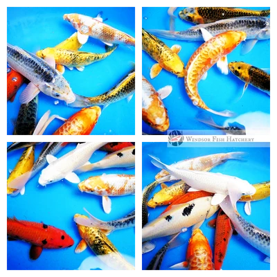 12 assorted koi varieties for sale from Windsor Fish Hatchery online