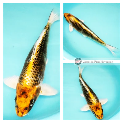 28cm kujaku koi fish