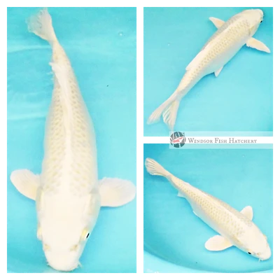 27cm Pearlescent yellow koi fish
