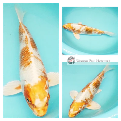 27cm Two Coloured Metallic koi fish