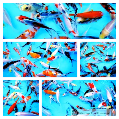 6- 8 cm Shubunkins and comet goldfish
