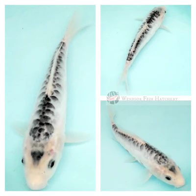 22cm koi coloured blues with large scale patterning