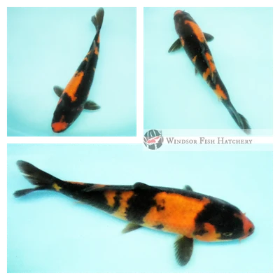 18cm developing Hi Utsuri koi fish 