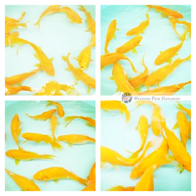 14 -15cm Bright Yellow Marigolds