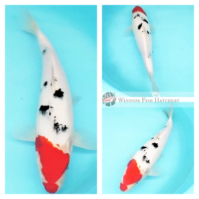 27cm Sanke koi fish 