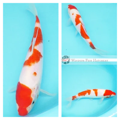 23cm patterned red and white koi kohaku koi fish
