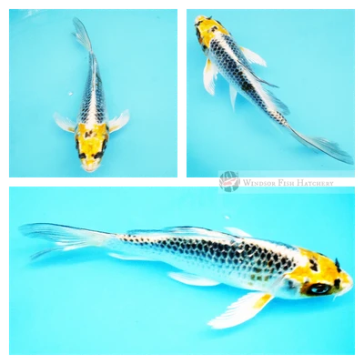 20cm Beautiful Butterfly Kujaku Koi Fish