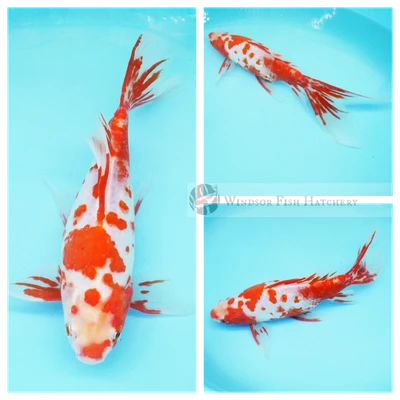 27cm Shubunkin Female Goldfish