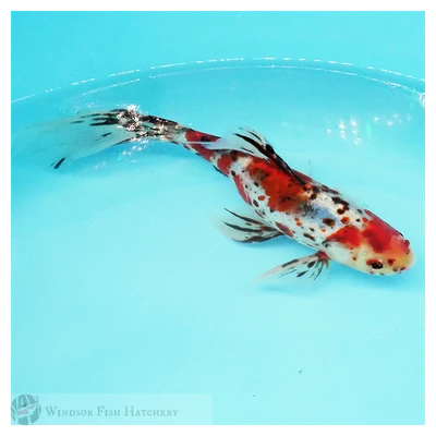Colourful Veil-Tail Large Shubunkin Goldfish 