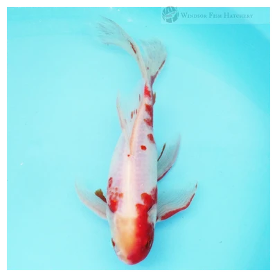 Male shubunkin Goldfish