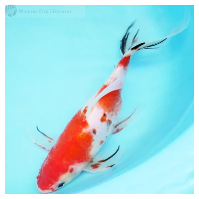 27cm Ornately Patterned Veil-Tail Shubunkin Goldfish - Female