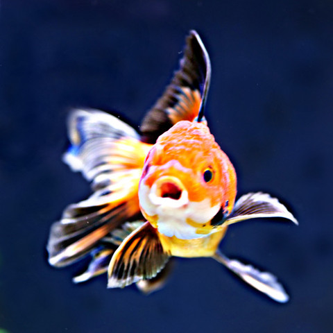 What happens next when i order from Windsor Fish Hatchery? " Easy Read"