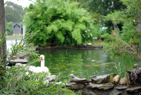 Prepare your pond & fish now in Autumn for Winter! The Why & How Made Easy