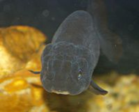 Treatment for swim bladder in goldfish!