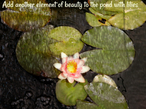 Koi and Goldfish Pond Maintenance "the story of pond water"