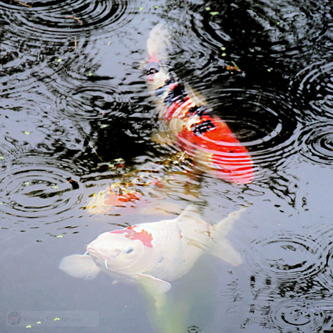 Dont lose fish Check your pH after Rain!   Grab your test kit, do it Now.