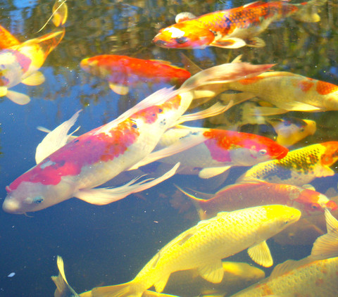 Circulation is more than just oxygen!!!! One aspect of providing the best environment for your fish