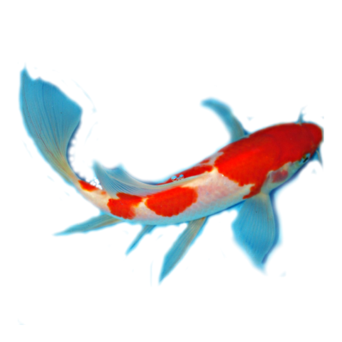 facts about koi anatomy