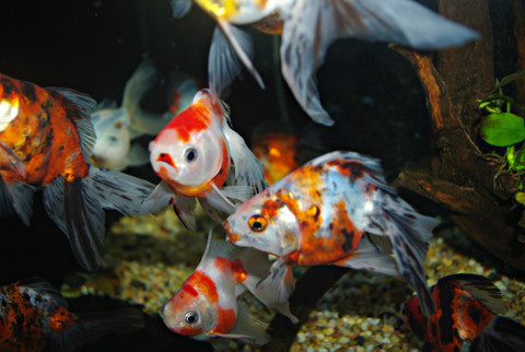 What you need to know to have a successful fishtank or pond!