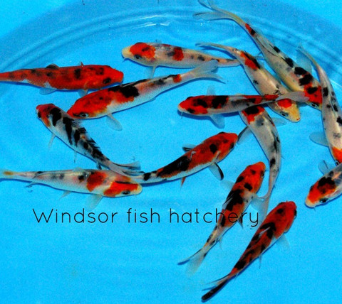 Treatment and care of common koi diseases