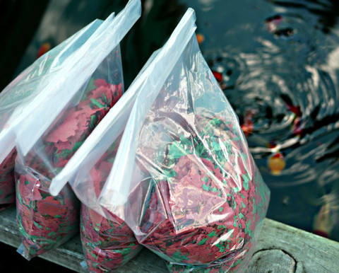 Feeding Goldfish. What do Goldfish Eat? "Get the Answers Here!