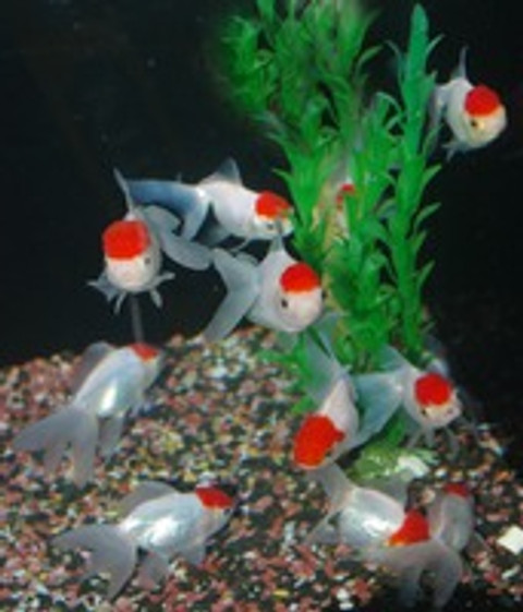 HELP my fish has white spot disease