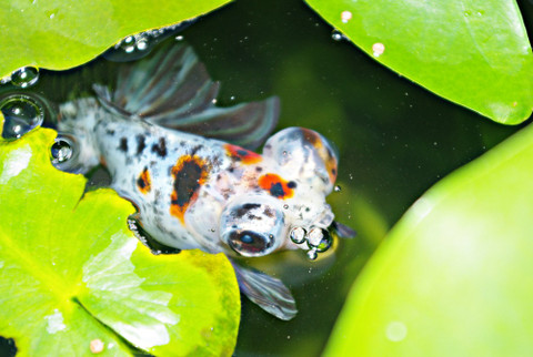 Feeding fish while on Holiday "Step by Step Expert Guide "