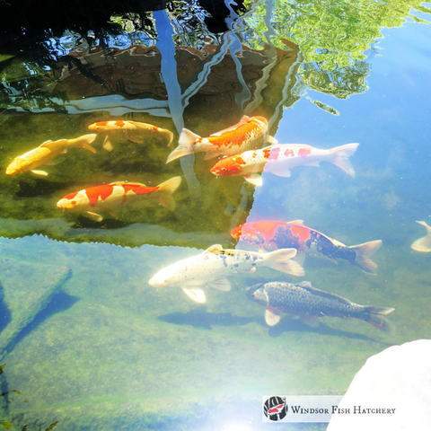 How to test freshwater quality!  What to Test &  Understanding Why. " Easy to follow"