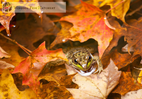 Cooler Weather Care of Fish & Ponds. A Few Simple Tips to prepare you for cold weather fish keeping. Easy Read
