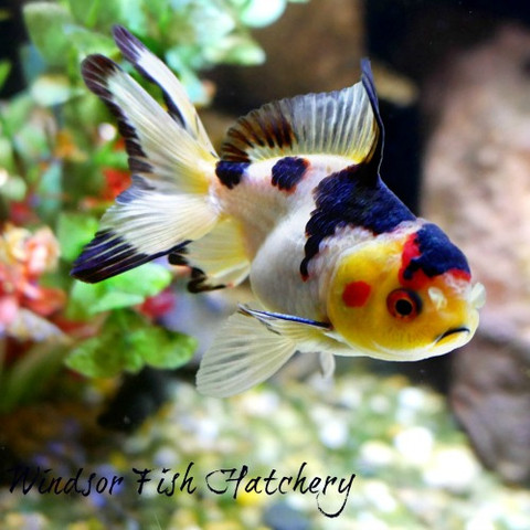 common mistakes when keeping goldfish "Here's the Truth"
