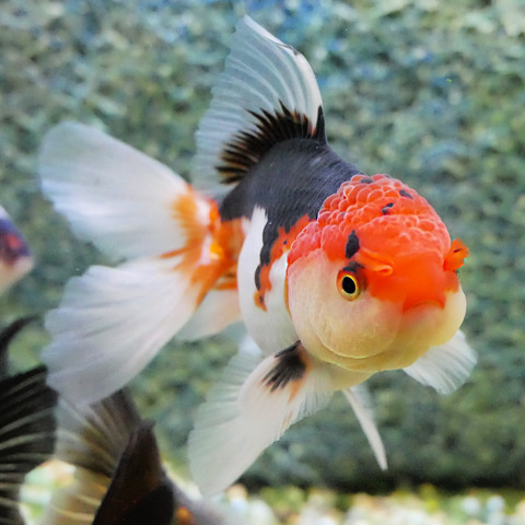 Back To Basic's for Goldfish "Setting up a new aquarium" READ ON