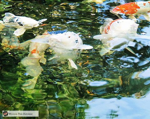 Why Australian Climate Matters for Koi & Goldfish Food. 