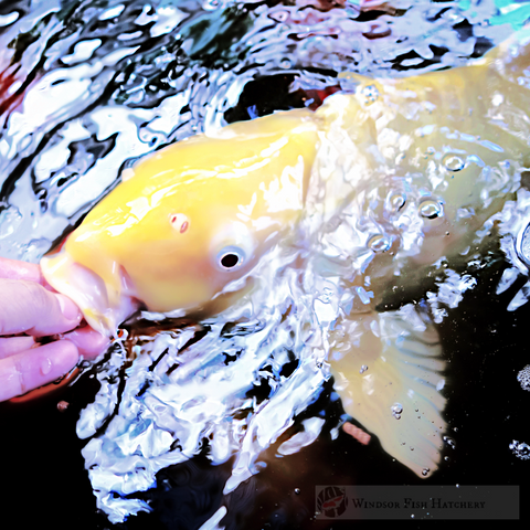 "How Water Temperture Affects Feeding" Autumn-Winter Feeding Read ON!