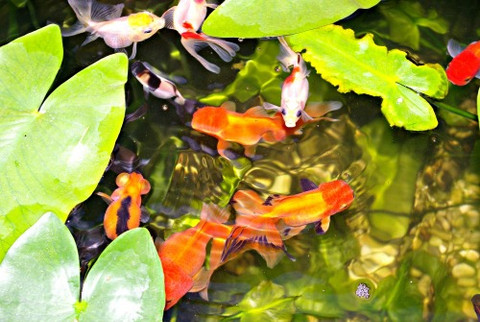 Koi and Goldfish Pond Maintenance "the story of pond water"