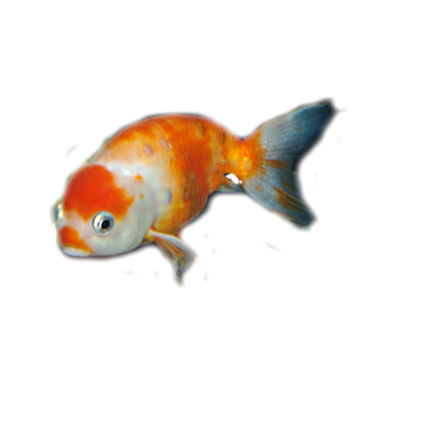 How the swim bladder works in goldfish