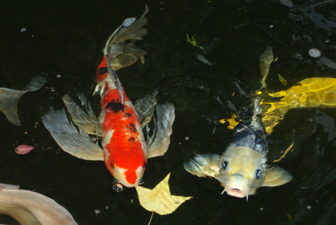 The koi Fish Legend