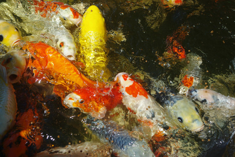 Buying Koi Fish in Sydney- Delivered Anywhere in NSW
