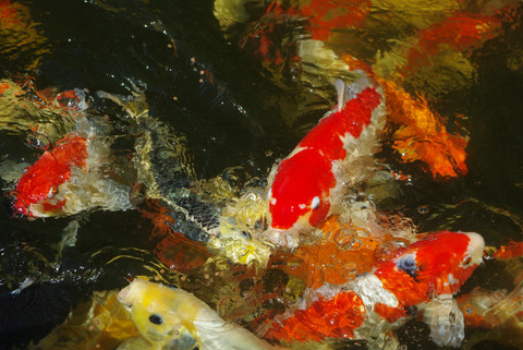 Recognizing the potential of your koi