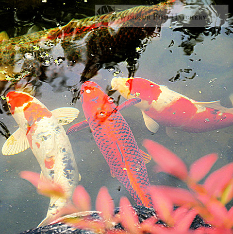 No One is the Boss... koi fish behaviors, Why they do what they do.     read on !