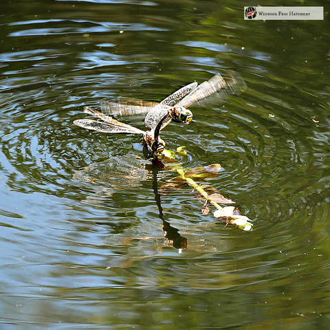 How long to leave a new Pond / Aquarium, before adding fish "Easy to Read Guide"