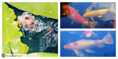 Do i have to quarantine my fish?