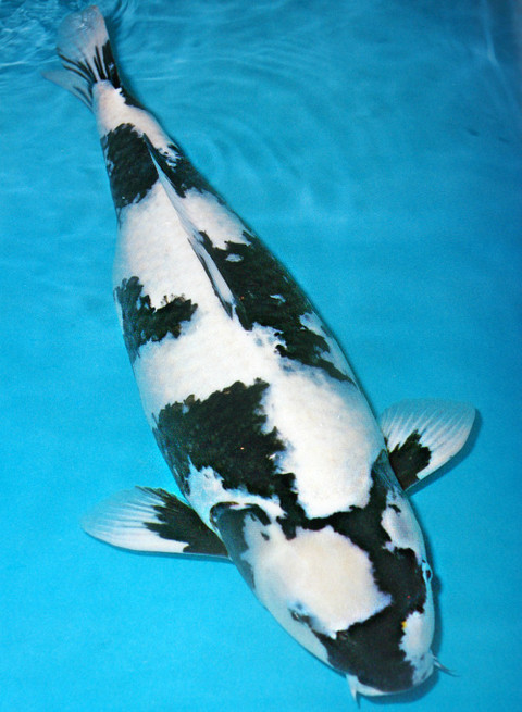 The koi Fish Legend "The Truth Is"