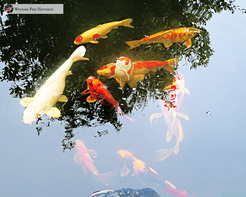 Prepare Your Pond, Aquarium & Fish B4 you go on holidays "Step by Step Guide "