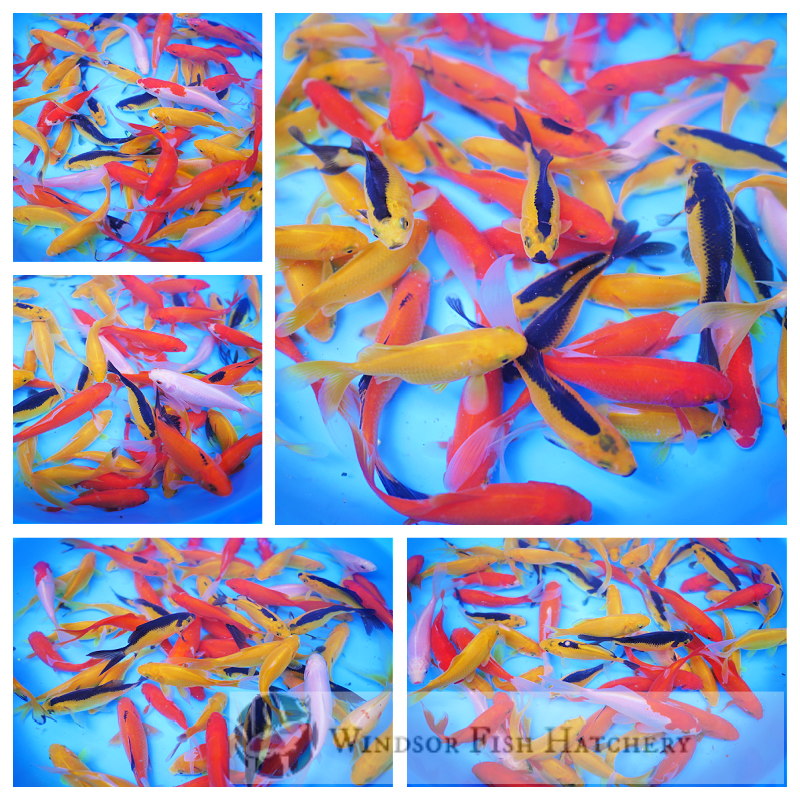 Windsor Fish Hatchery Online Aquarium & Water Garden Centre