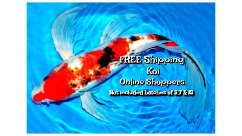 Where Can I Buy Koi Fish Near Me | The Bryans Koi Fish