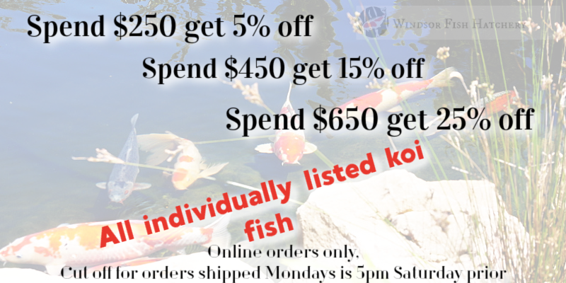 end-of-year-sale-last-2-weeks-shipping-live-fish-for-sale-on-the-website.png