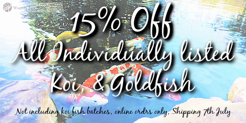 koi-and-goldfish-15-off.png