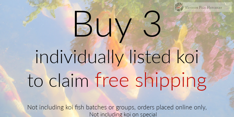 koi-fish-special-for-june-2026-banner.png